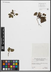 Foto von Salix reticulata L.